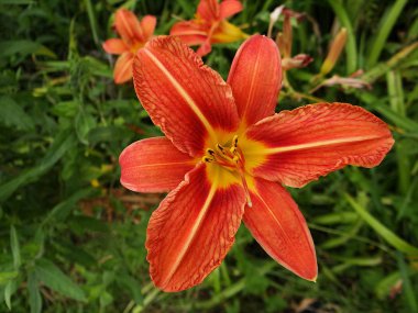 kırmızı çiçek alanındaki Geismar, Kellerwald, Edersee