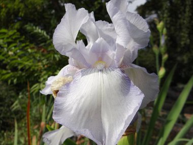 güzel beyaz çiçek alanında, Kellerwald, Edersee