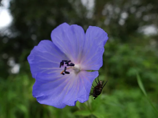 Belle Fleur Violette Dans Une Prairie Edersee Hesse — Photo