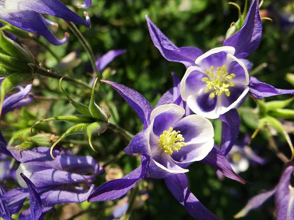 Belle Fleur Violette Dans Une Prairie Edersee Hesse — Photo