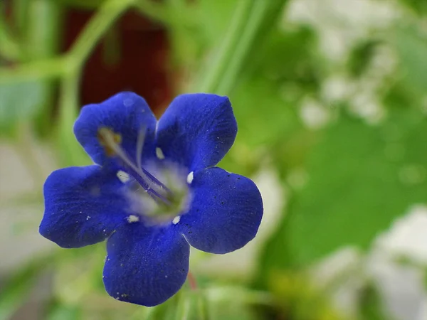 Belle Fleur Violette Dans Une Prairie Edersee Hesse — Photo