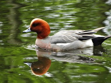 erkek gelin ördeği Neuss şehir bahçesinde gölet te eğleniyor