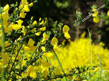 Sarı Gorse çalılıklarda