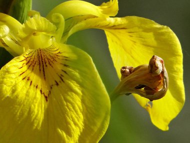 Sarı Gorse çalılıklarda