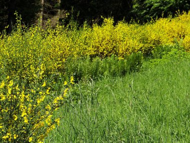 Sarı Gorse çalılıklarda