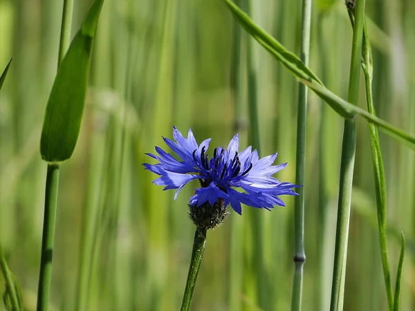 Beautiful Cornflower Meadow Edersee Hesse — Stock Photo, Image