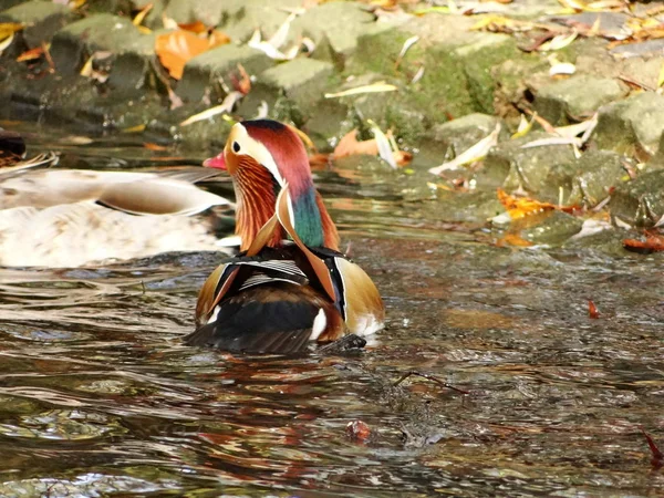 Pato Nupcial Masculino Está Divertindo Lagoa Jardim Cidade Neuss — Fotografia de Stock