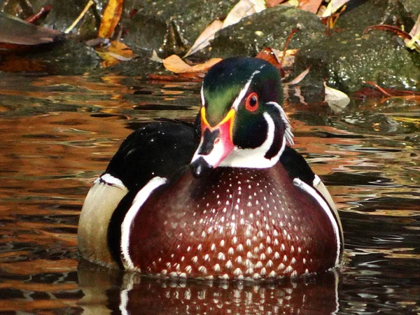 Pato Nupcial Masculino Está Divertindo Lagoa Jardim Cidade Neuss — Fotografia de Stock