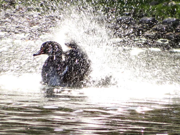 Male Bridal Duck Having Fun Pond Neuss City Garden — Stock Photo, Image