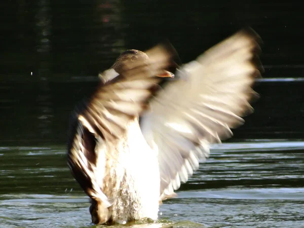 Male Bridal Duck Having Fun Pond Neuss City Garden — Stock Photo, Image