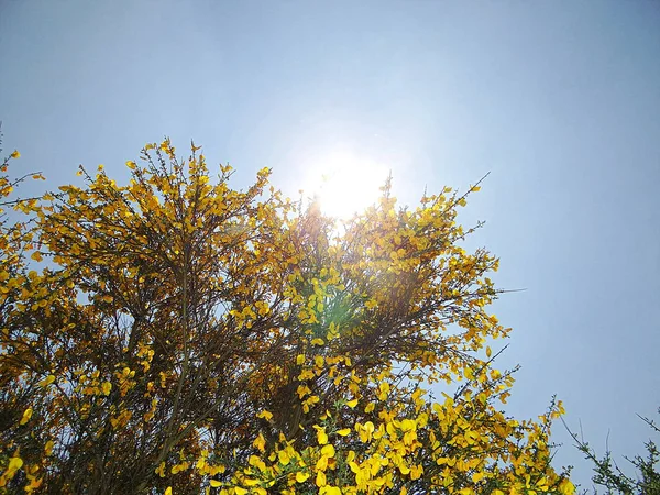 Κίτρινο Ακανθώδεις Θάμνους Για Την — Φωτογραφία Αρχείου