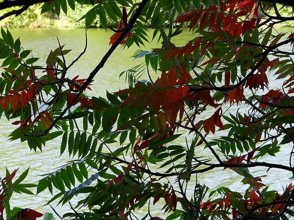 Los Árboles Otoñales Reflejan Agua — Foto de Stock