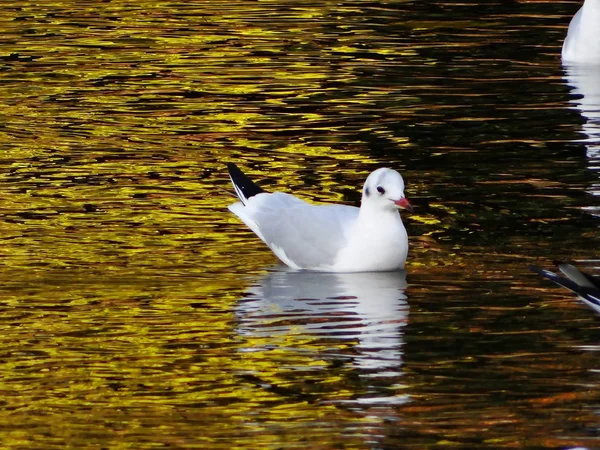 Gaivotas Céu Outono — Fotografia de Stock