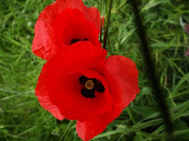 Sahada Dedikodu haşhaş