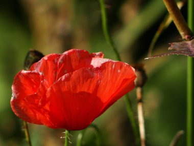 Sahada Dedikodu haşhaş