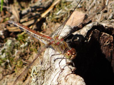güzel yusufçuk dinleniyor 
