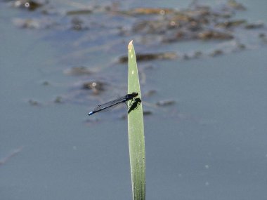 güzel yusufçuk dinleniyor 