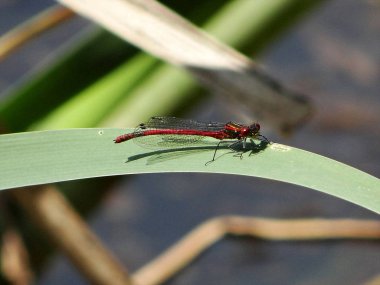 güzel yusufçuk dinleniyor 