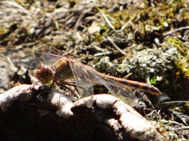 güzel yusufçuk dinleniyor 