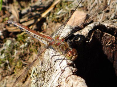 güzel yusufçuk dinleniyor 
