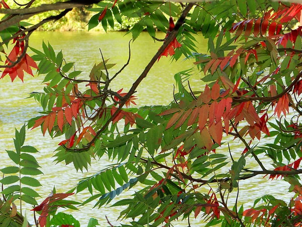 Autumnal Trees Reflected Water — Stock Photo, Image