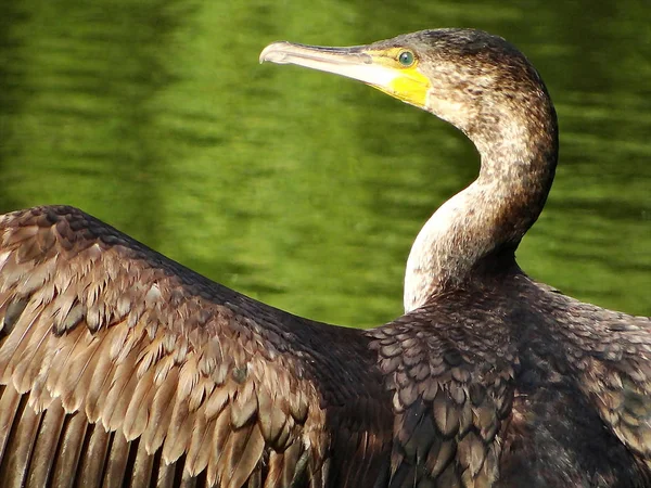 Aalscholver Pronkt Haar Beste Kant — Stockfoto