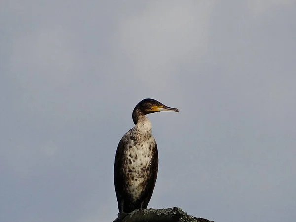 Kormoran Pokazuje Poza Jej Najlepszej Strony — Zdjęcie stockowe