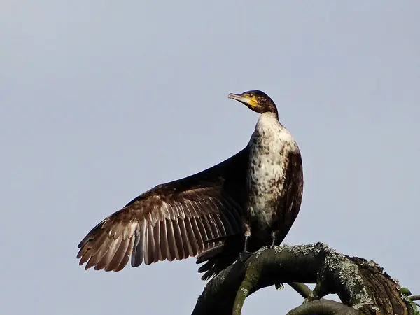 Aalscholver Pronkt Haar Beste Kant — Stockfoto