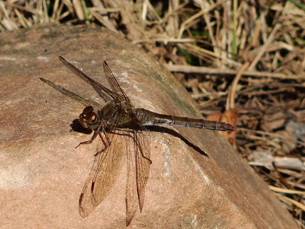 Schöne Libelle Ruht — Stockfoto