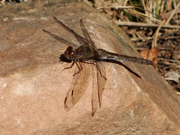 Piękny Dragonfly Jest Stanie Spoczynku — Zdjęcie stockowe