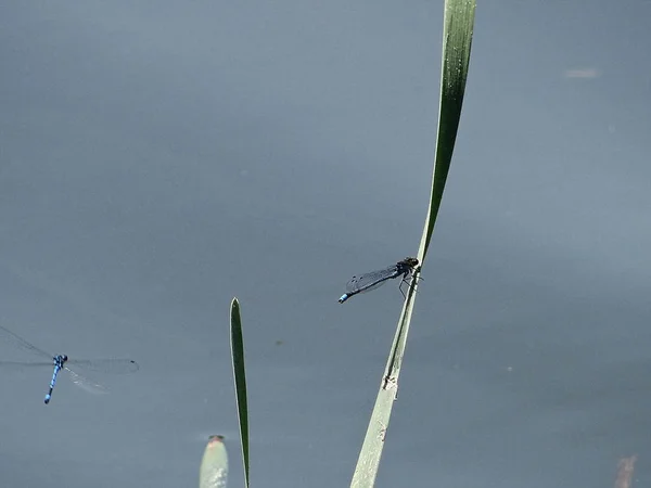 Rust Mooie Dragonfly — Stockfoto