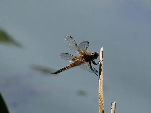 Piękny Dragonfly Jest Stanie Spoczynku — Zdjęcie stockowe