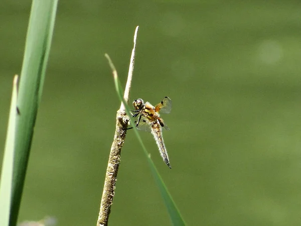 Όμορφη Dragonfly Είναι Ανάπαυση — Φωτογραφία Αρχείου