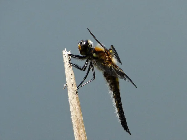 Schöne Libelle Ruht — Stockfoto