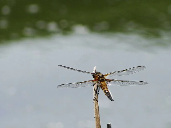 Schöne Libelle Ruht — Stockfoto