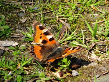 meşgul kelebek bir çiçek nektar toplar