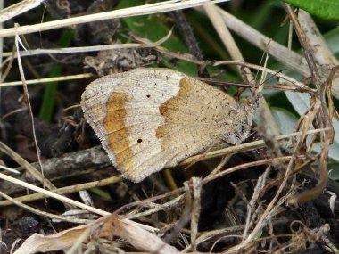 meşgul kelebek bir çiçek nektar toplar