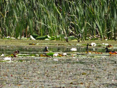 çiçek açan Nilüfer gölet üzerinde