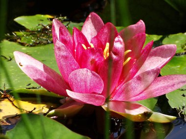 çiçek açan Nilüfer gölet üzerinde