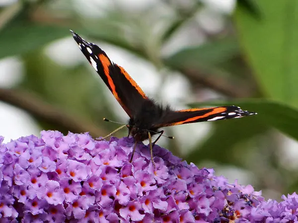 Elfoglalt Pillangó Gyűjt Nektár Egy Virág — Stock Fotó