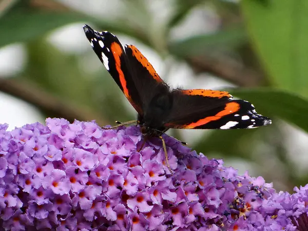 Elfoglalt Pillangó Gyűjt Nektár Egy Virág — Stock Fotó