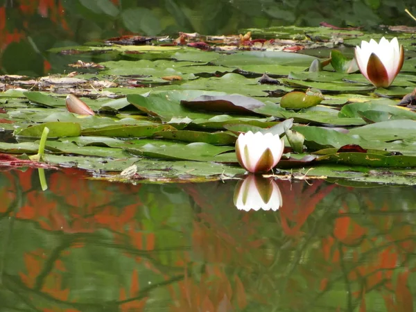 Цветущая Водяная Лилия Пруду — стоковое фото