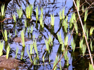 Sonbaharda Geismar, Kellerwald, Edersee, Hessen gölet, 