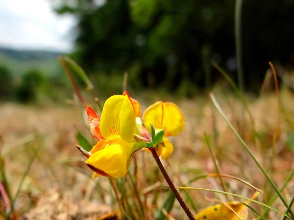 Tarlada Kellerwald Edersee Güzel Sarı Çiçekler — Stok fotoğraf