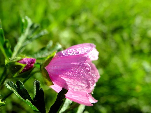 Hermosa Flor Púrpura Agua Edersee Hesse —  Fotos de Stock