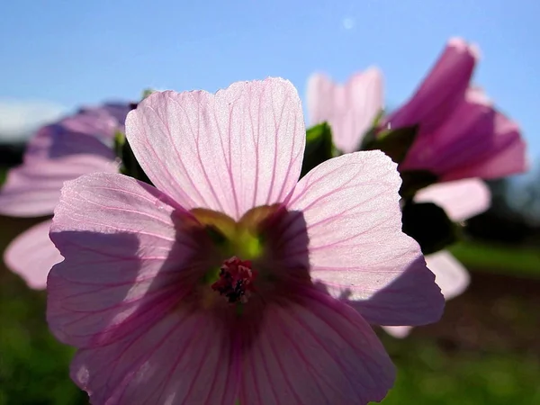 Hermosa Flor Púrpura Agua Edersee Hesse —  Fotos de Stock