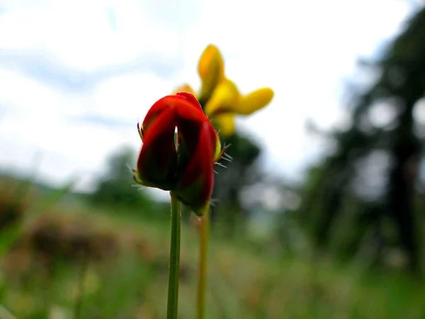 Hesse Içinde Edersee Waterat Güzel Mor Çiçek — Stok fotoğraf