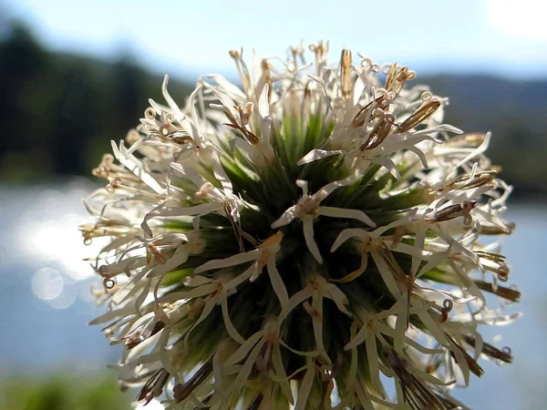 Bellissimo Fiore Bianco Nel Prato Kellerwald Edersee — Foto Stock