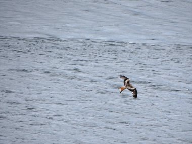 görkemli griffon av için arıyorsunuz
