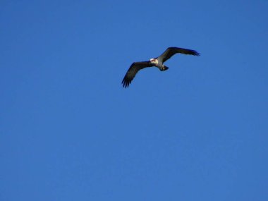 görkemli griffon av için arıyorsunuz